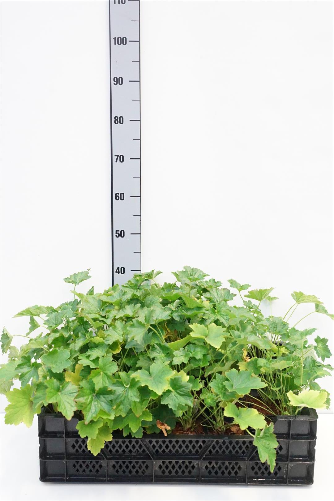 Heuchera villosa macrorrhiza C2 (2 liters kruka) / 17 cm kruka
