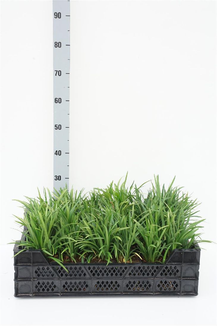 Liriope musc. &
