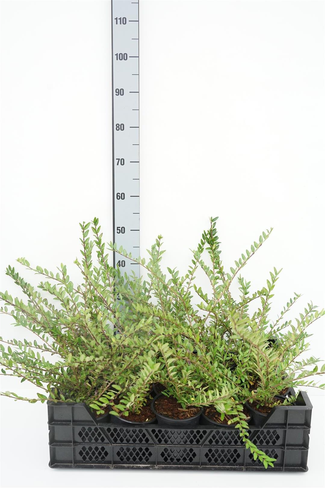 Lonicera pileata C1,5 (1,5 liters kruka) 20-30 cm