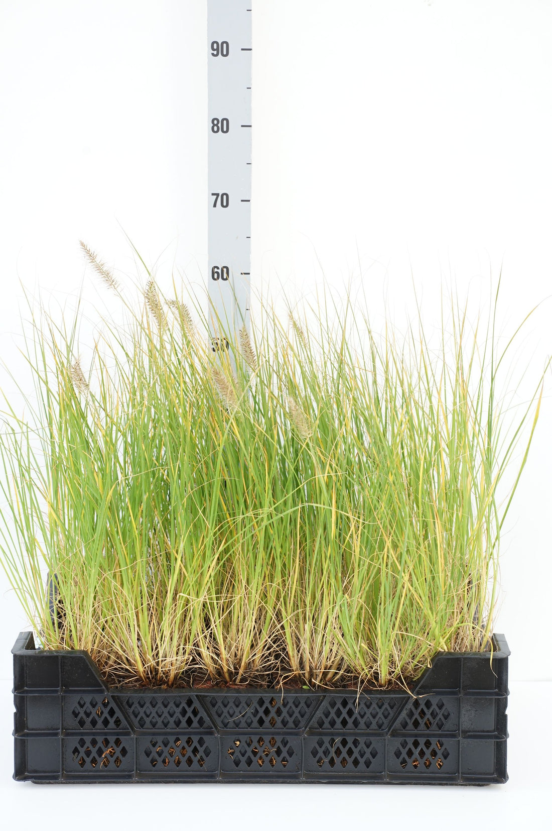 Pennisetum alopecuroides &