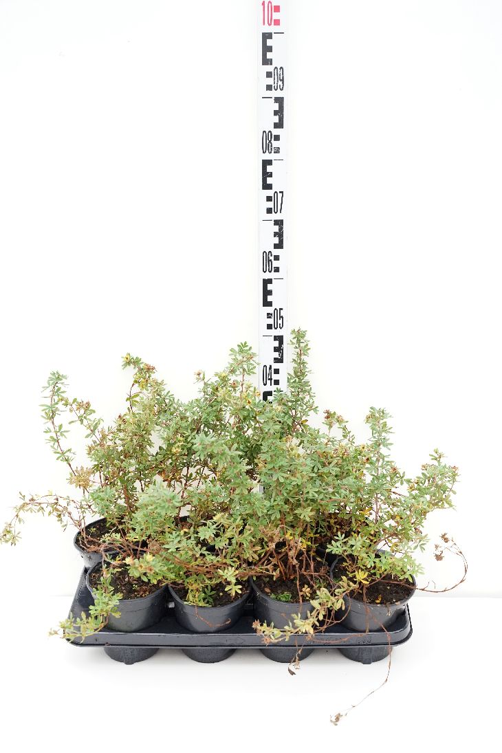 Potentilla fruticosa &