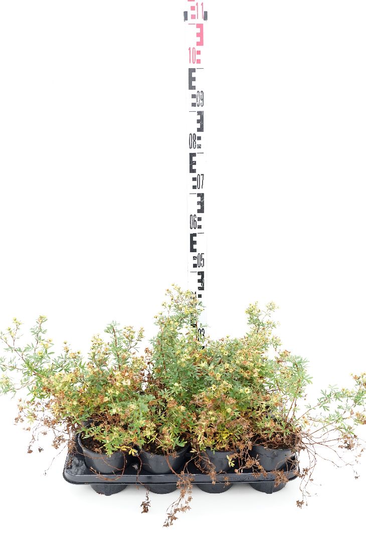 Potentilla f. &