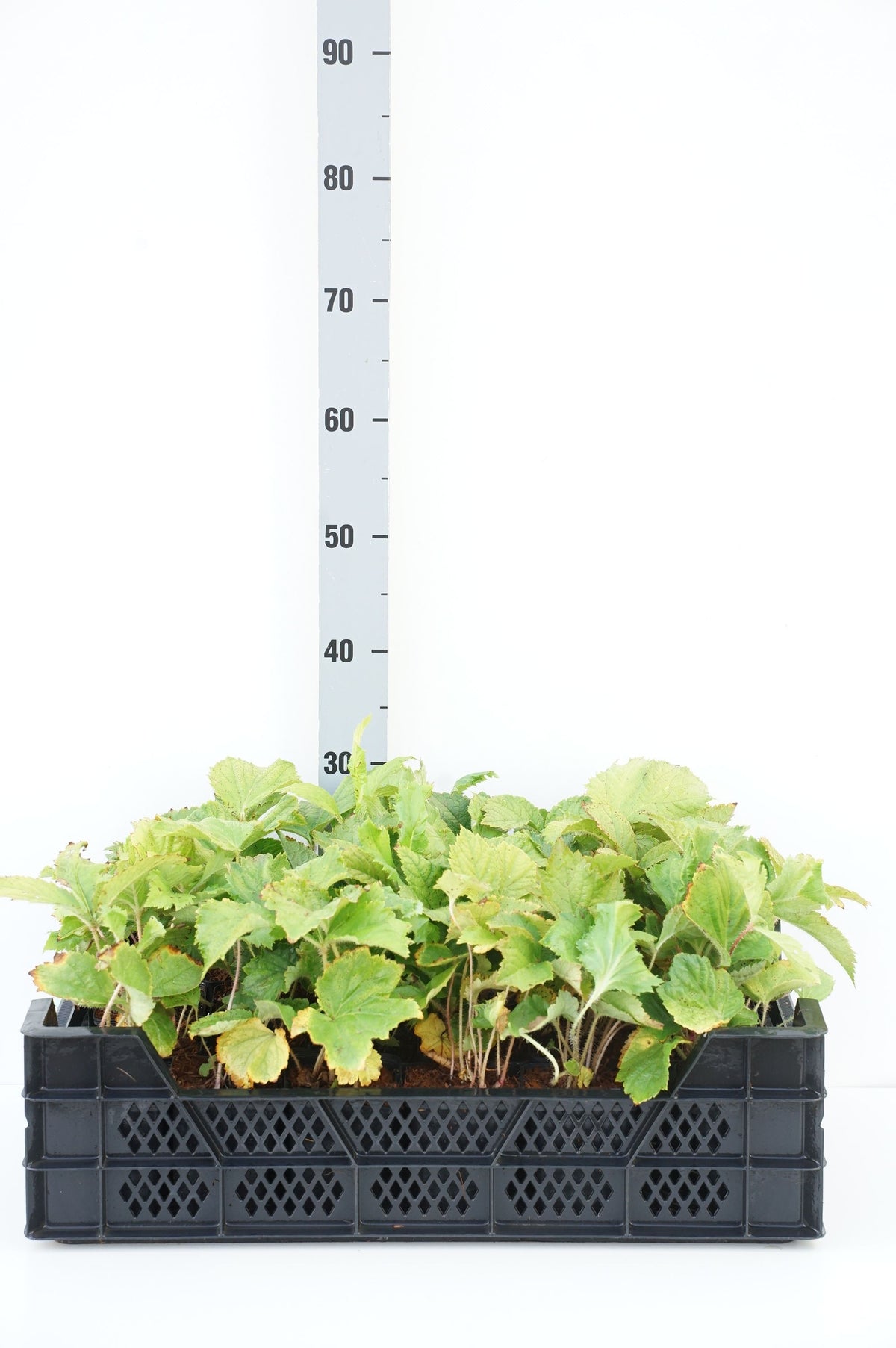Rodgersia aesculifolia C2 (2 liters kruka) / 17 cm kruka