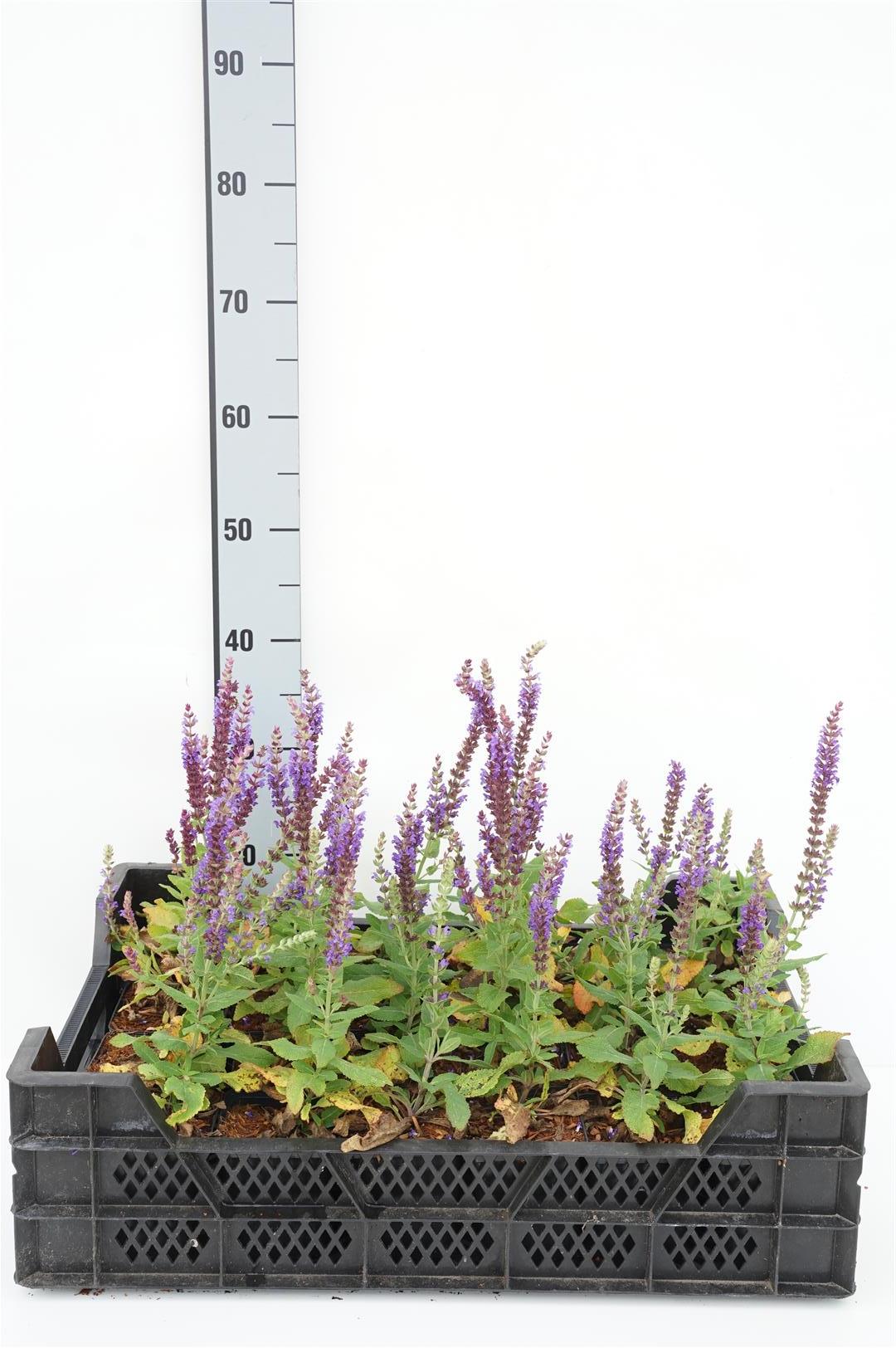 Salvia nemorosa &
