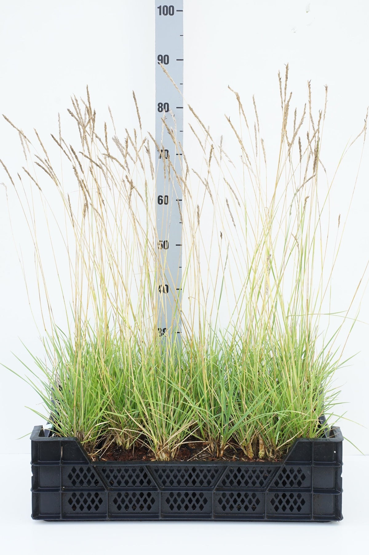 Sesleria autumnalis - 9 cm kruka