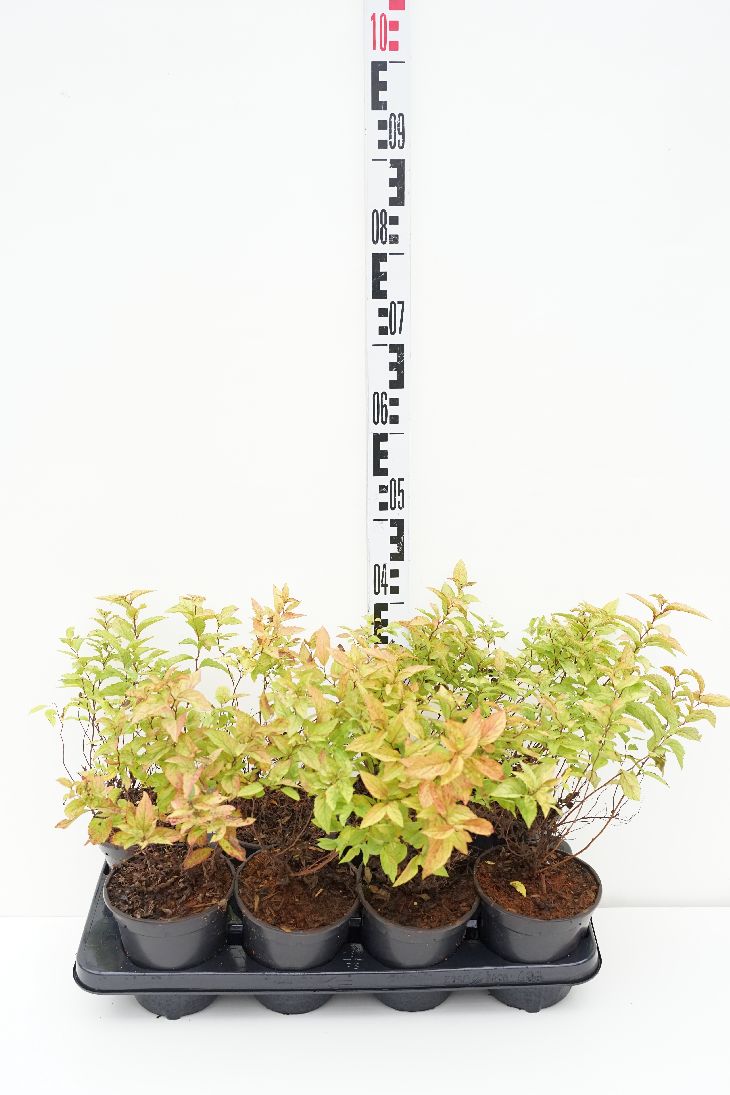 Spiraea japonica &