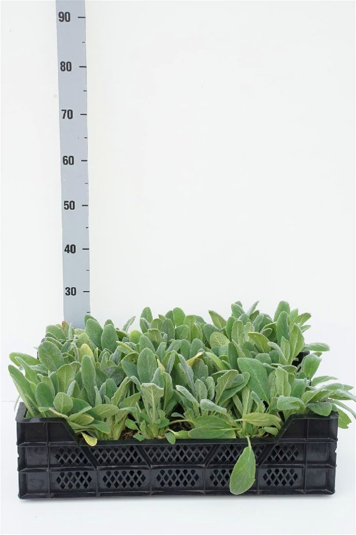 Stachys byzantina P9 (9 cm kruka)