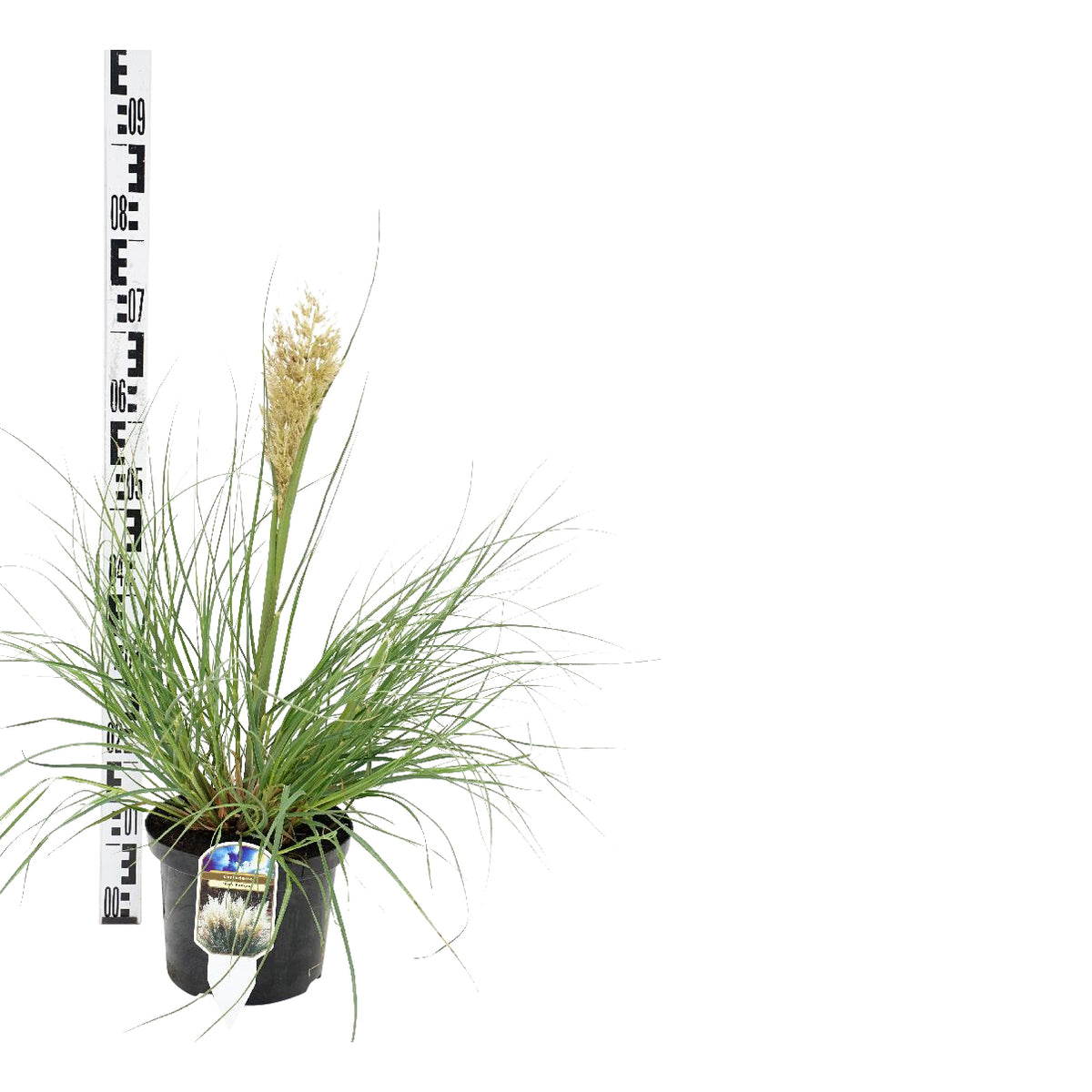 Cortaderia sell. &