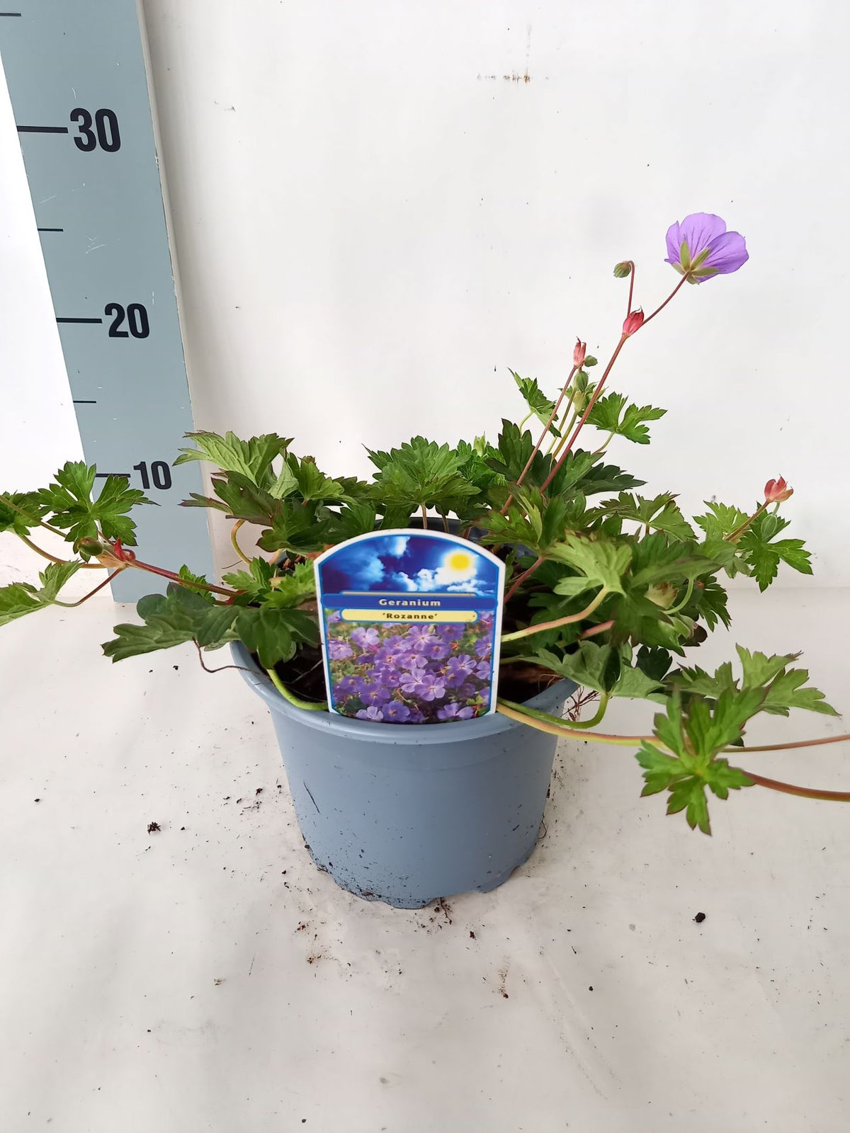 Geranium &