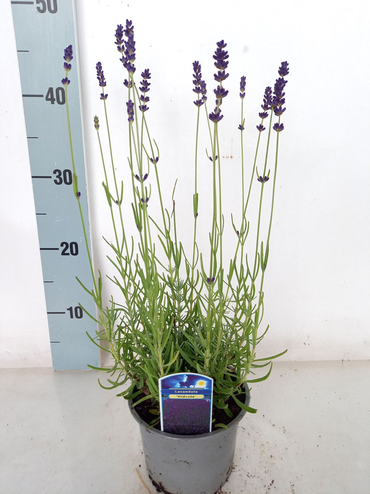 Lavandula ang. &
