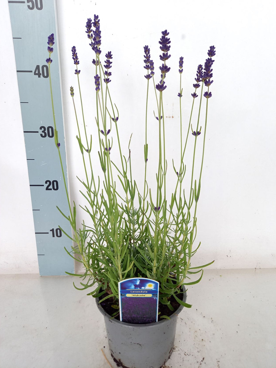 Lavandula angustifolia &