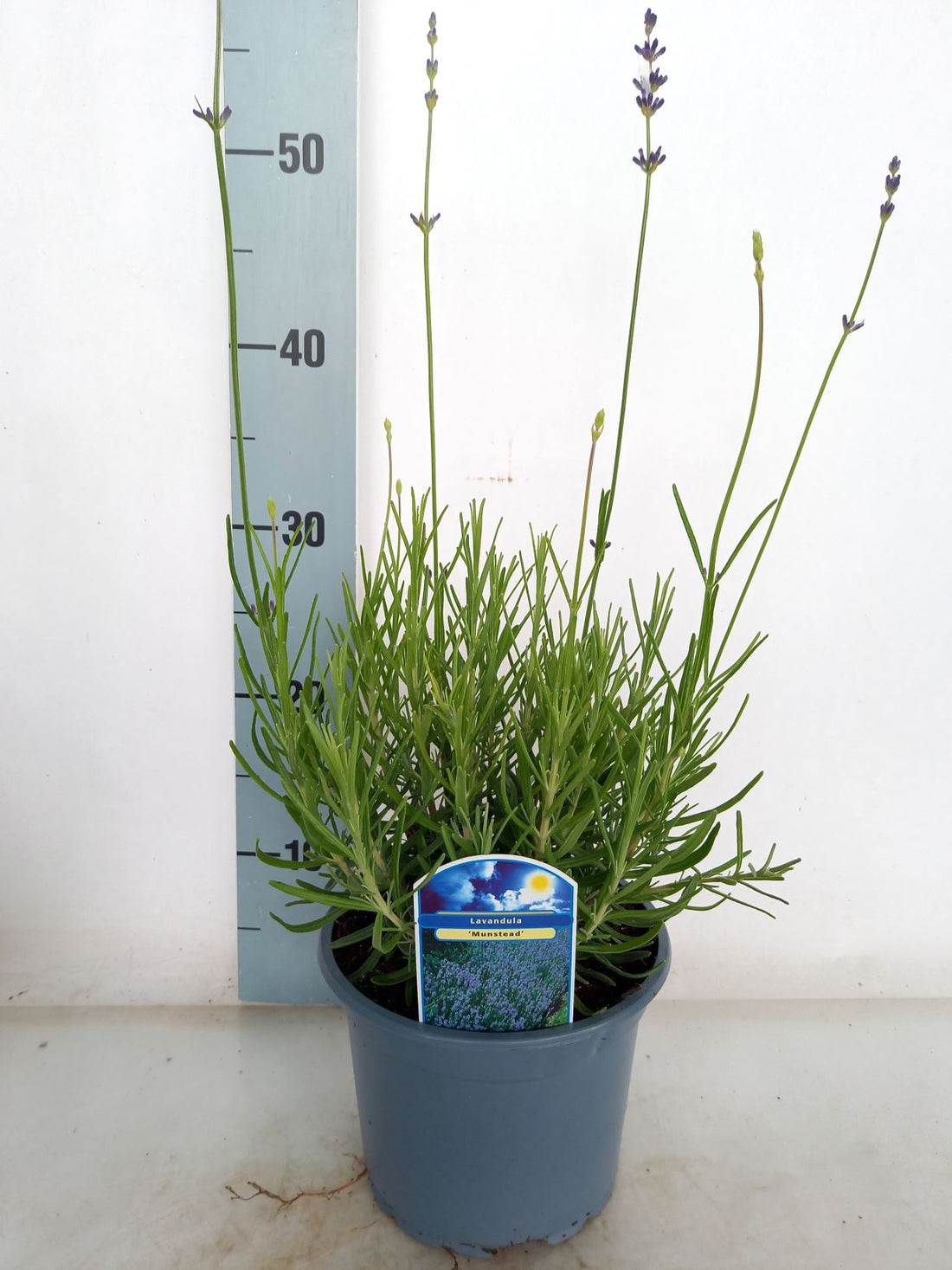 Lavandula angustifolia &