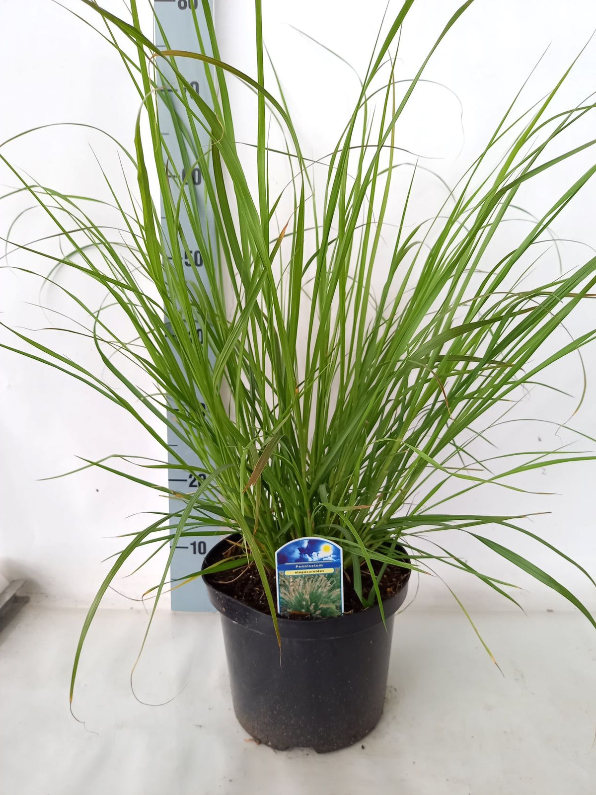 Pennisetum alopecuroides C5 (5 liters kruka / 23 cm kruka)