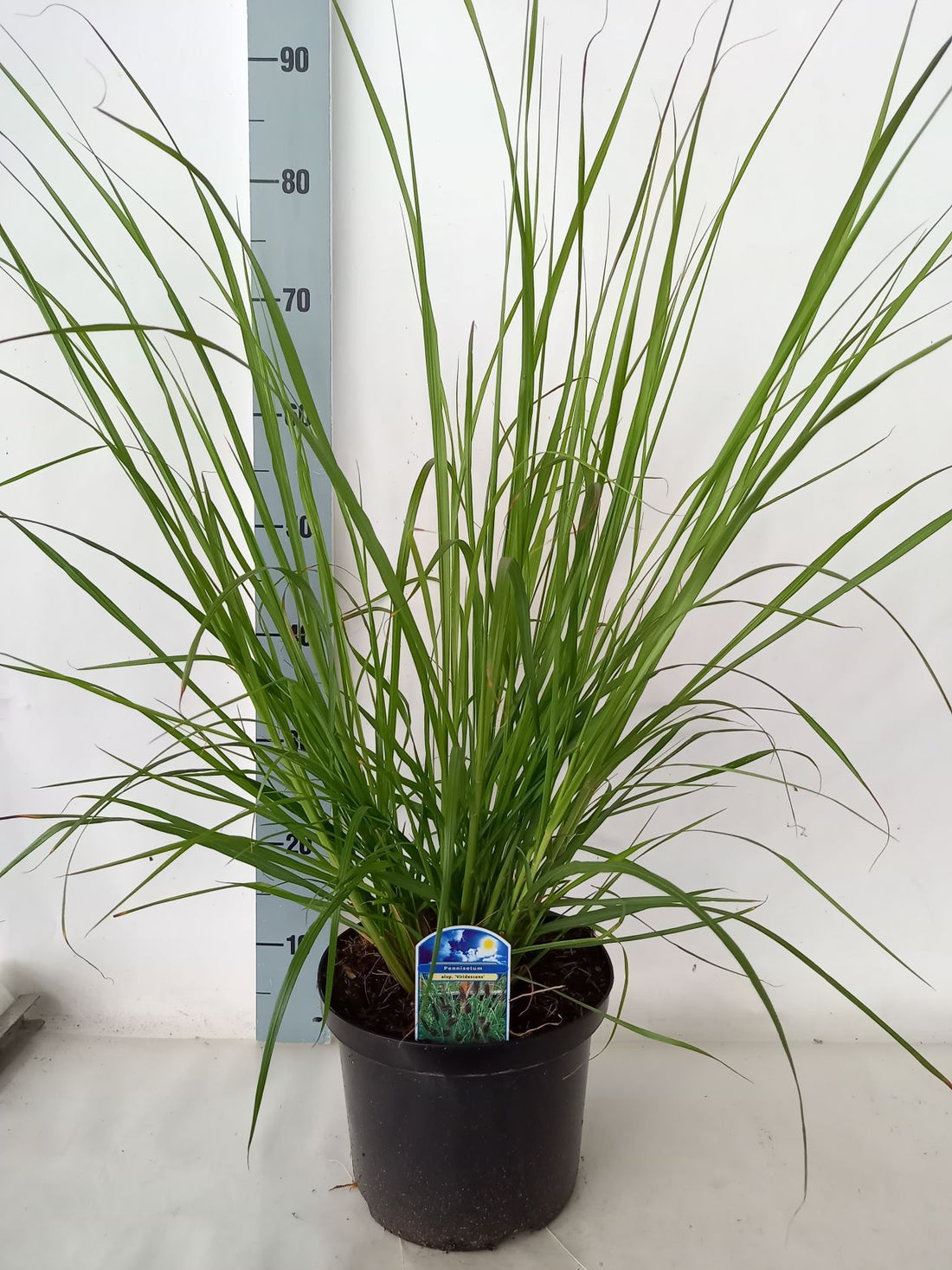 Pennisetum al. &
