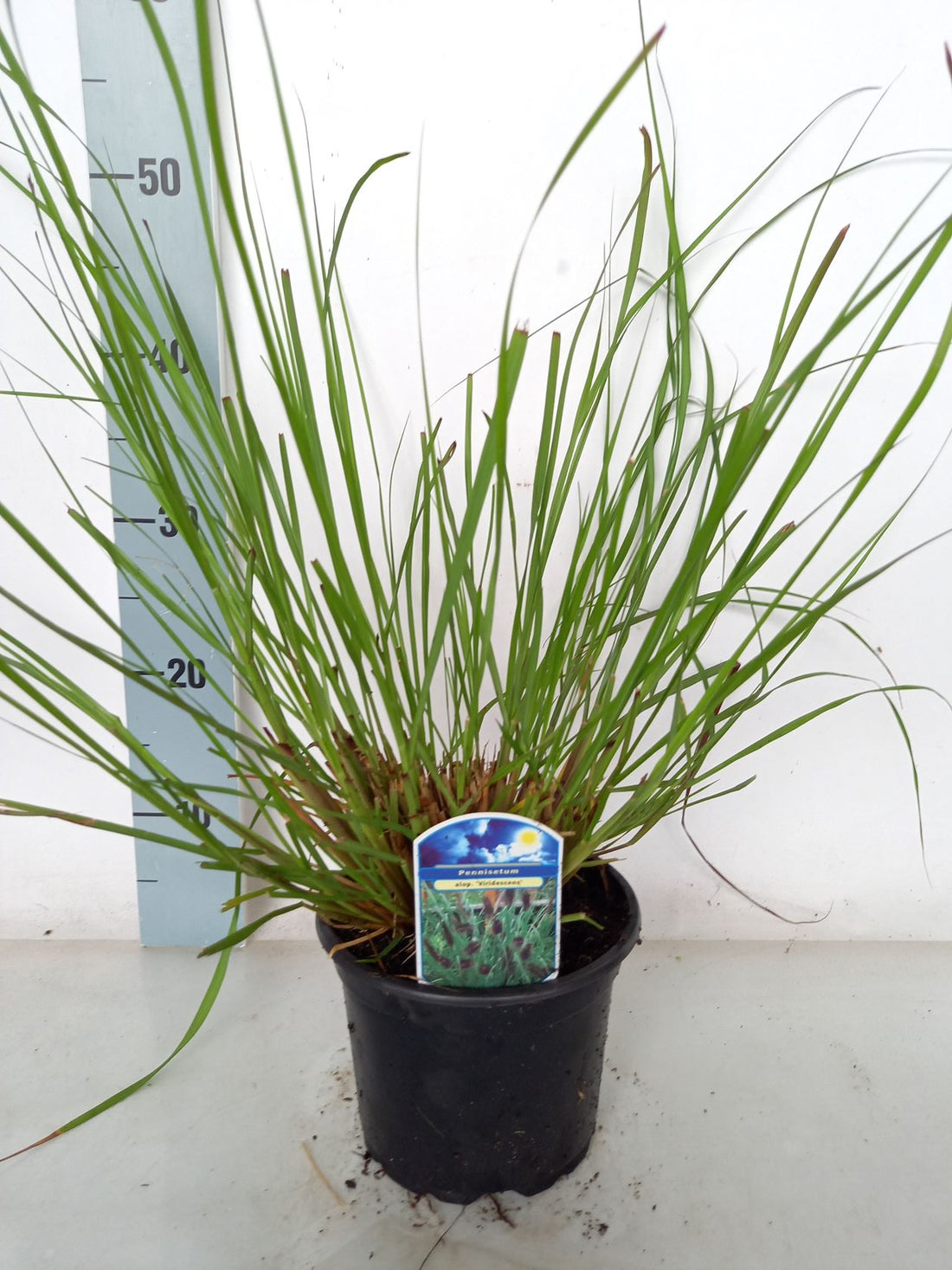 Pennisetum al. &