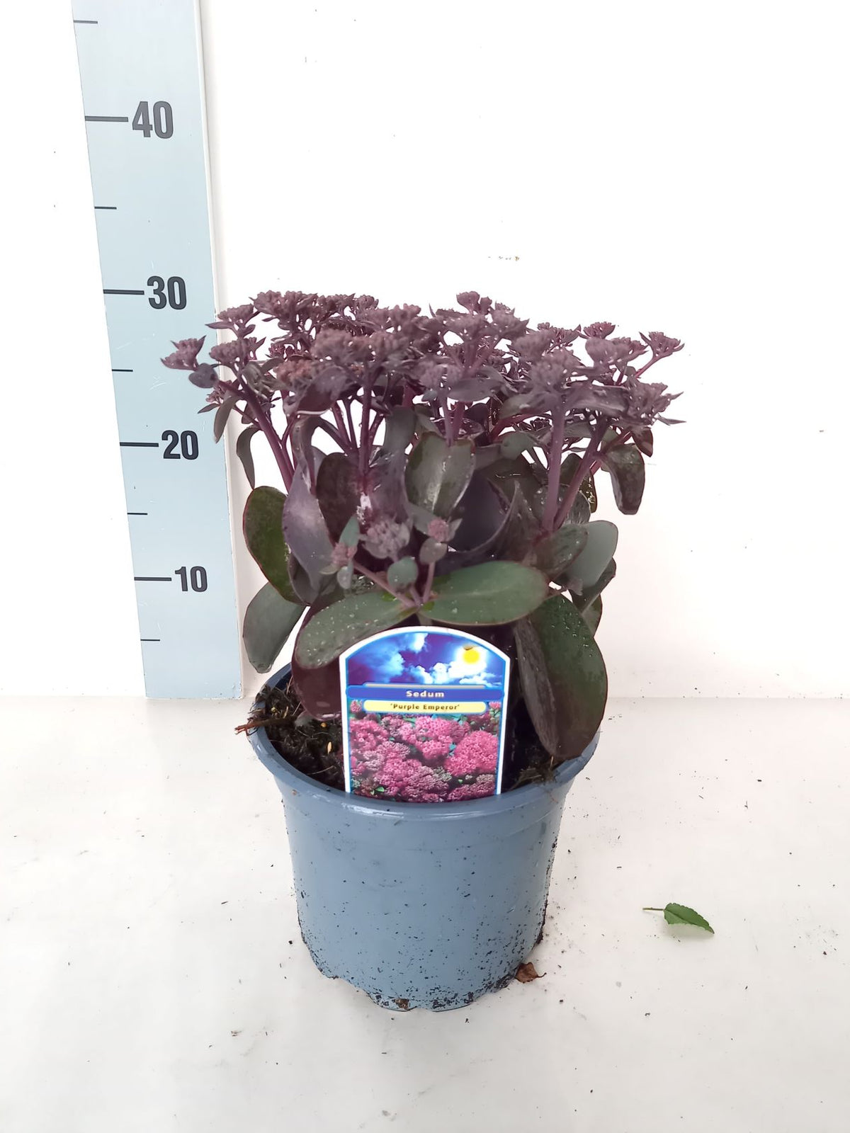 Sedum &