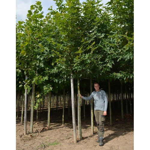 Orientalisk platan - Platanus orientalis &
