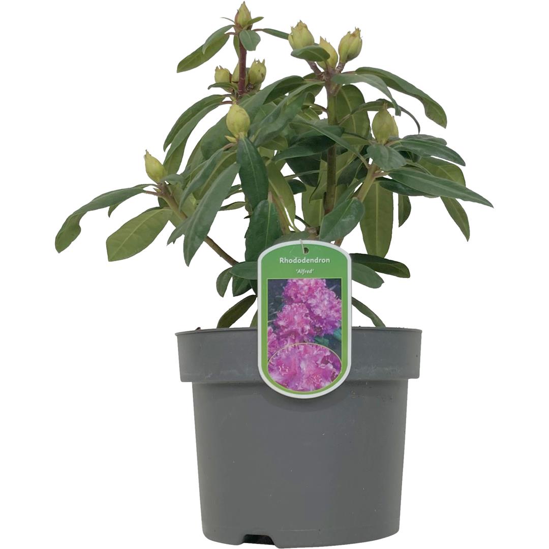Rhododendron &
