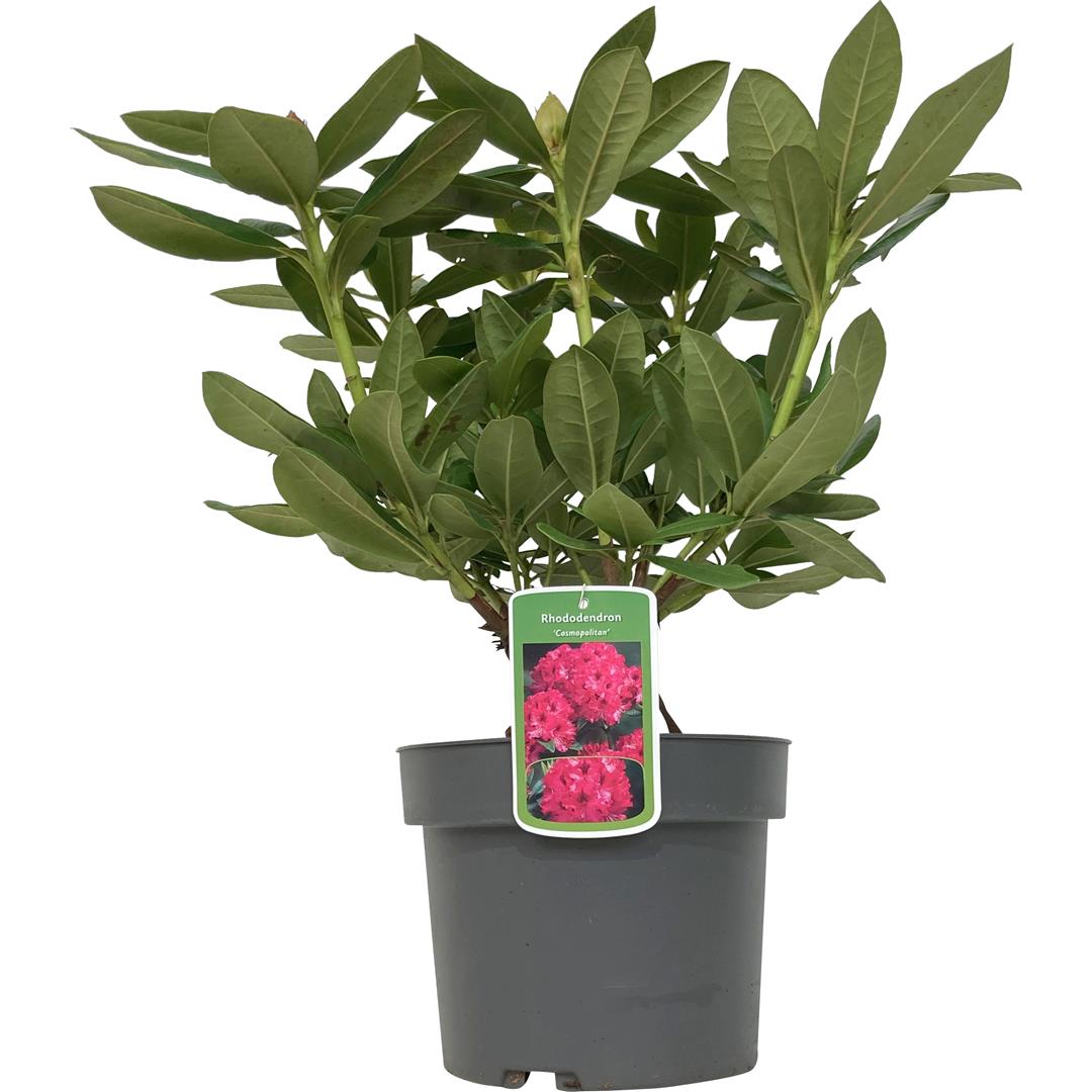 Rhododendron &