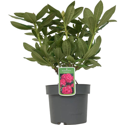 Rhododendron &