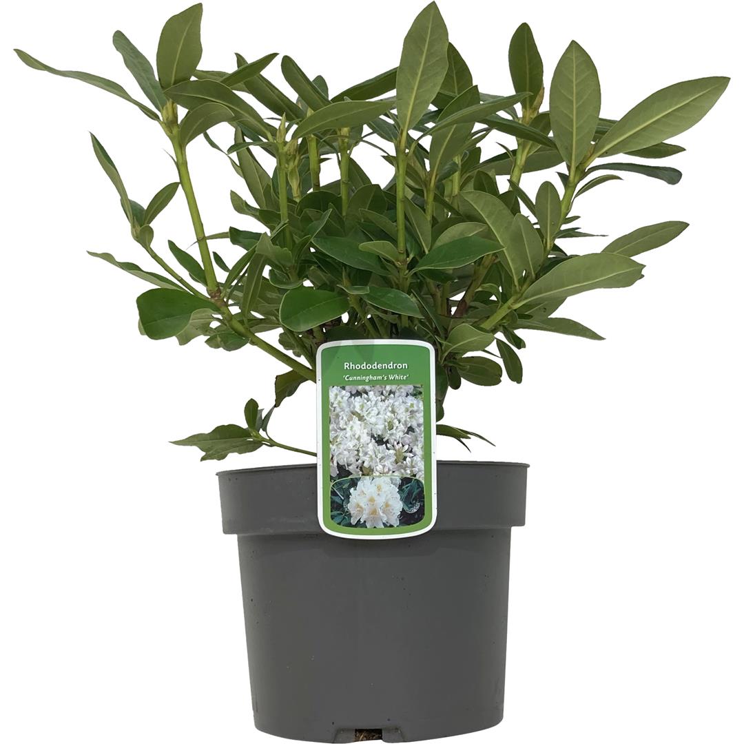 Rhododendron &