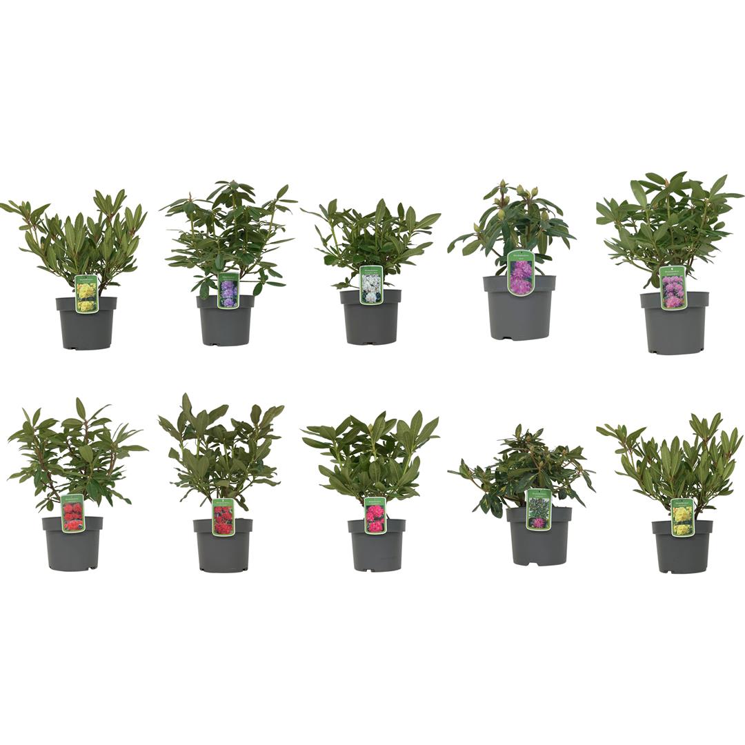 Rhododendron i sorter C4/21 cm kruka 30-40 cm