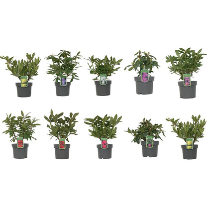 Rhododendron i sorter C4/21 cm kruka 30-40 cm