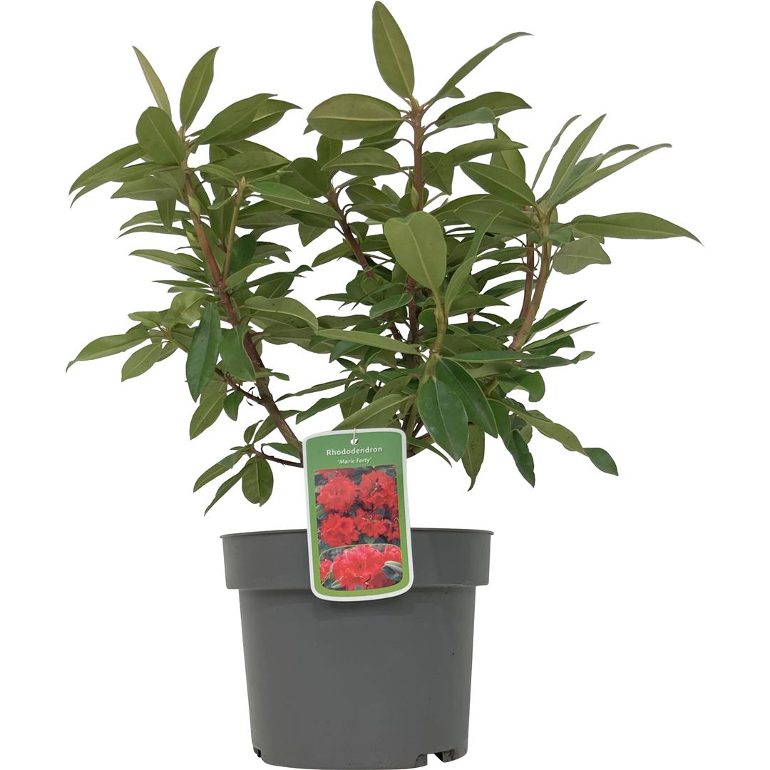 Rhododendron &