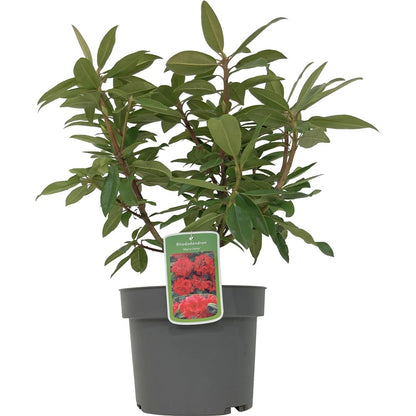 Rhododendron &