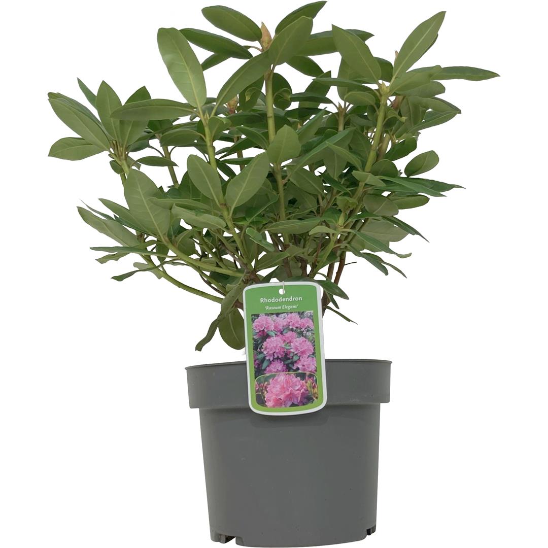Rhododendron &