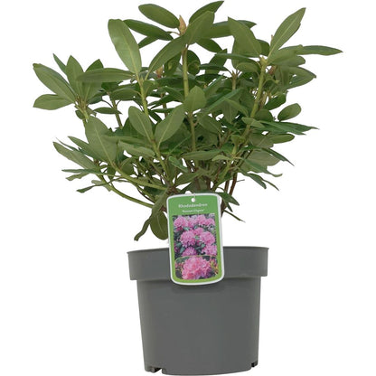 Rhododendron &