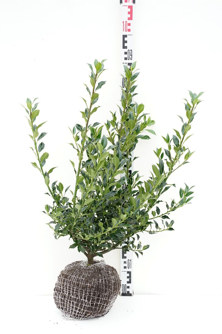 Ilex aquifolium &