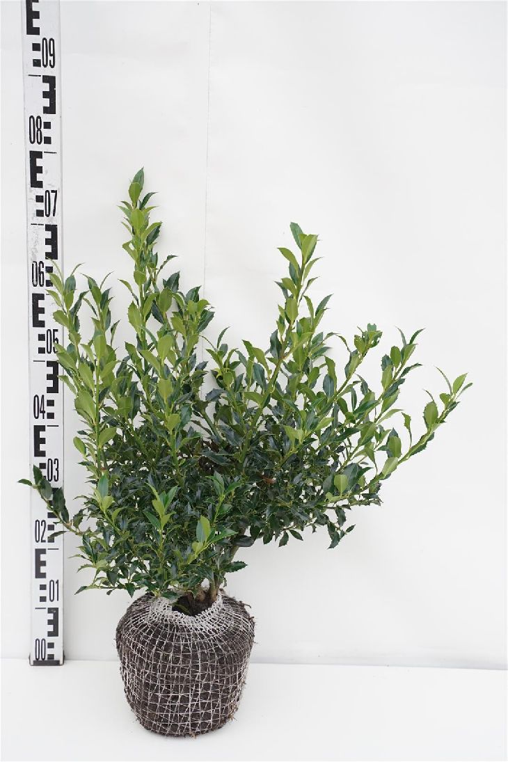 Ilex aquifolium C7,5 (7,5 liters kruka) 30-40 cm
