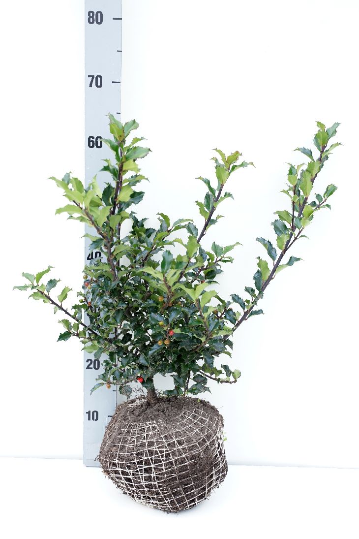 Ilex meserveae &