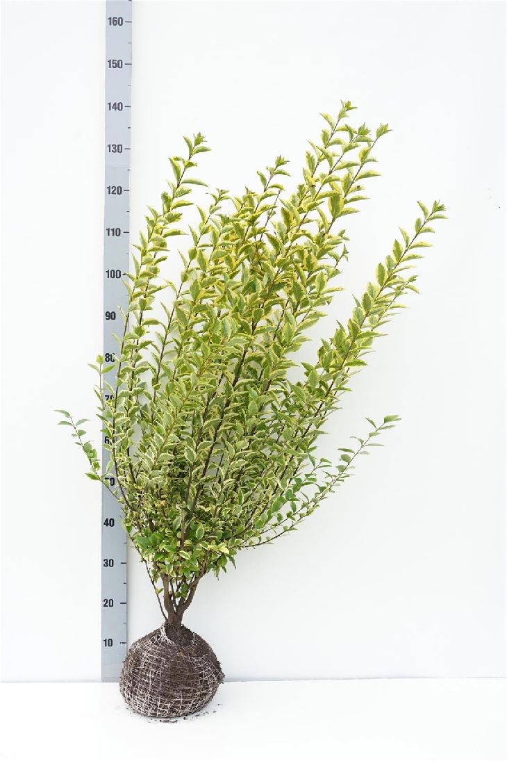 Ligustrum oval. &