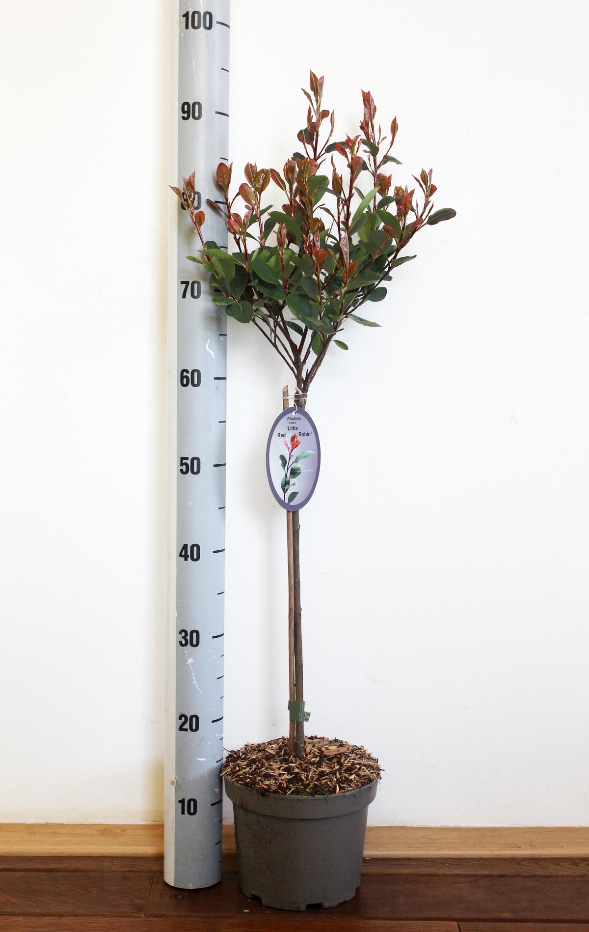 Photinia fraseri &