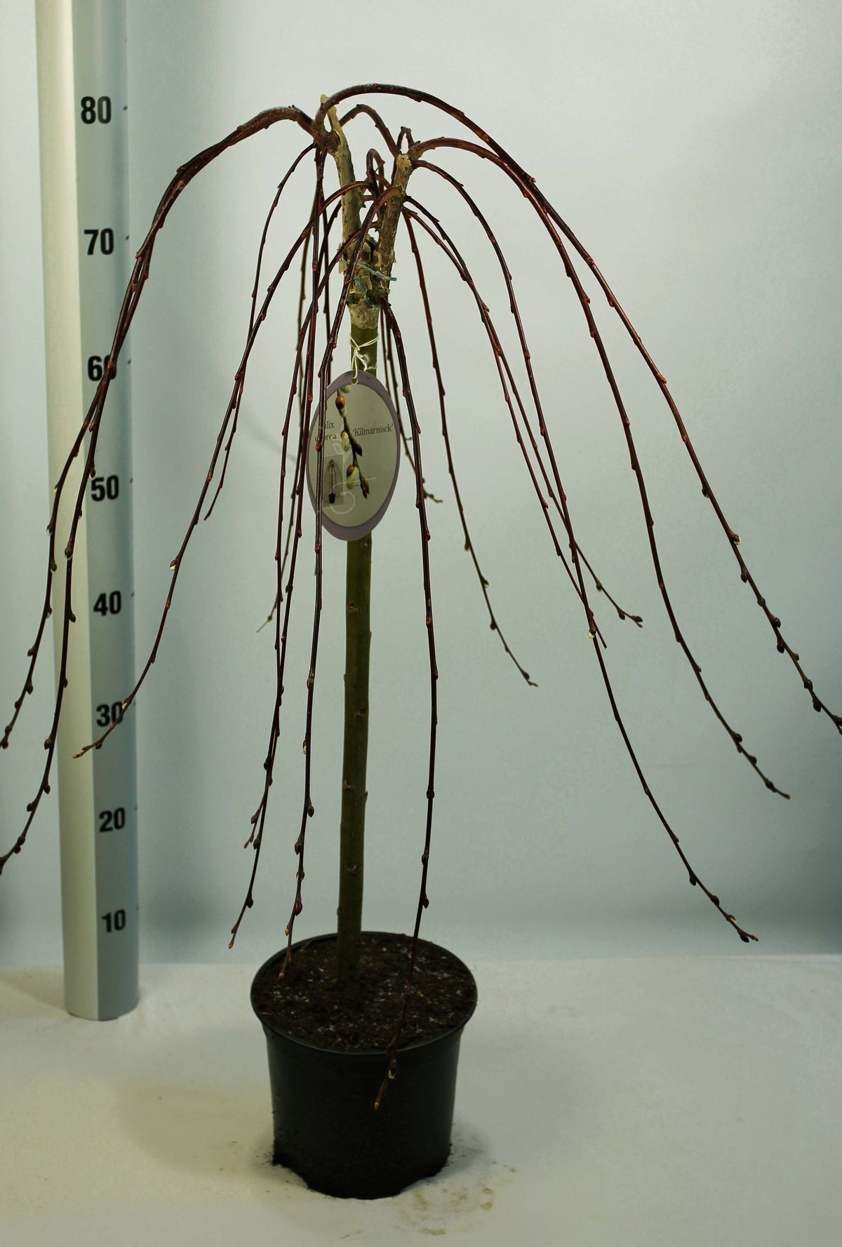 Salix caprea &