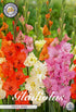 Gladiolus Frizzle Mixed – hel förpackningsbild med blomman, 10-pack. Från Svedberga Plantskola