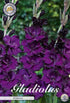 Gladiolus Mombasa – hel förpackningsbild med blomman, 10-pack. Från Svedberga Plantskola