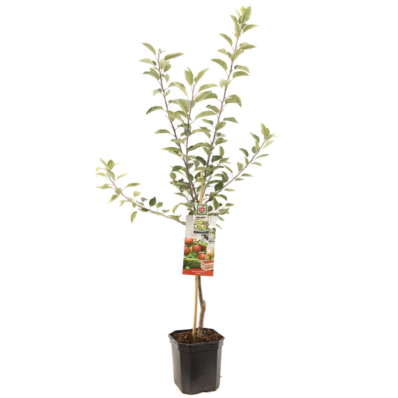 Malus domestica &