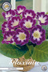 Gloxinia Hollywood – hel förpackningsbild med blomman, 1-pack. Från Svedberga Plantskola