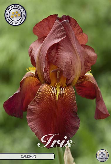 Tyskiris-Iris Germanica Caldron – hel förpackningsbild med blomman, 1-pack. Från Svedberga Plantskola