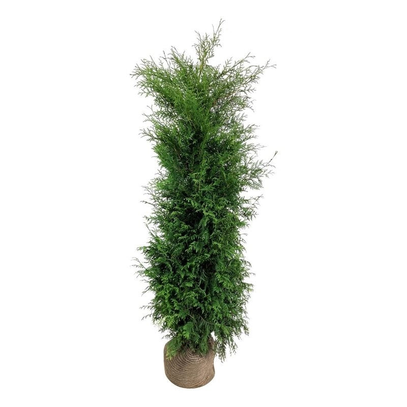Thuja Brabant ; 180-200 cm rotklump
