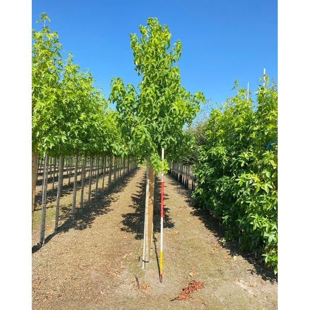 Ambraträd - Liquidambar styraciflua &