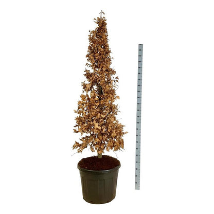 Fagus sylvatica kägla 175–200 cm C90 (90 liters kruka)