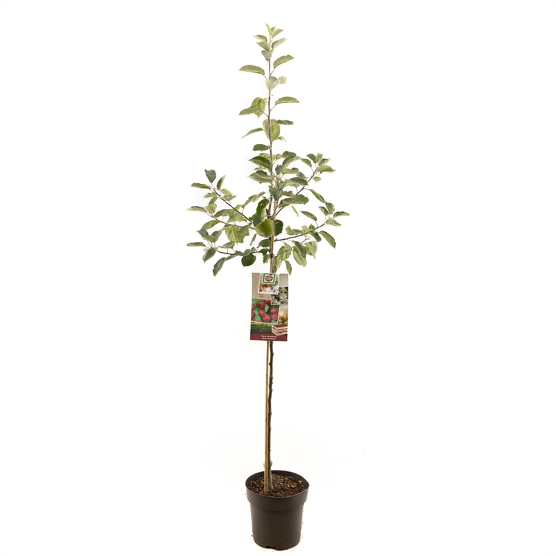 Äppleträd Roter Boskoop - cont. 8L 120 cm stam