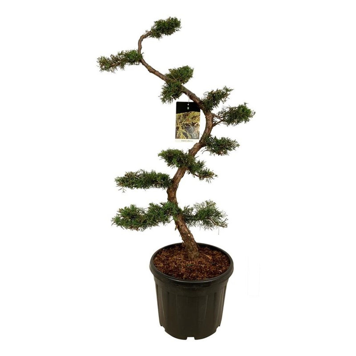 Juniperus pfitzeriana Bonsai 125+ cm C55 (55 liters kruka)
