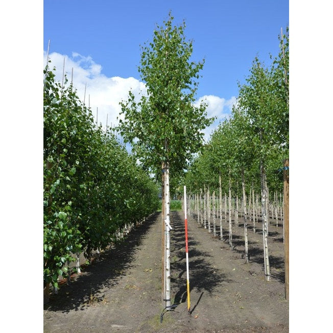 Vårtbjörk - Betula pendula &