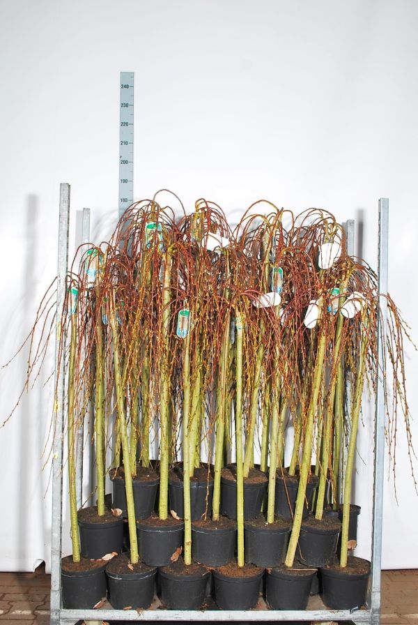Salix caprea &