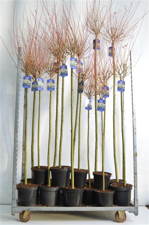 Salix integra &
